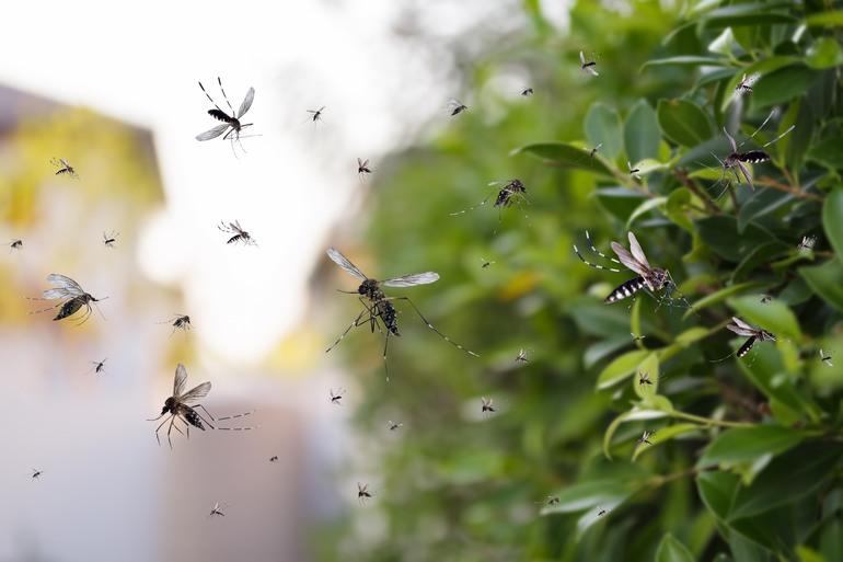 AI hjælper forskere med at identificere insekter på lyden